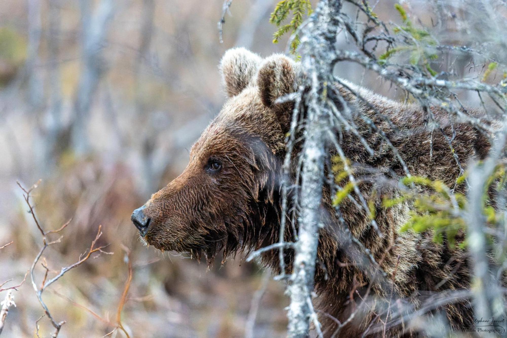 The Bear'S Den Villa Hakafot ภายนอก รูปภาพ